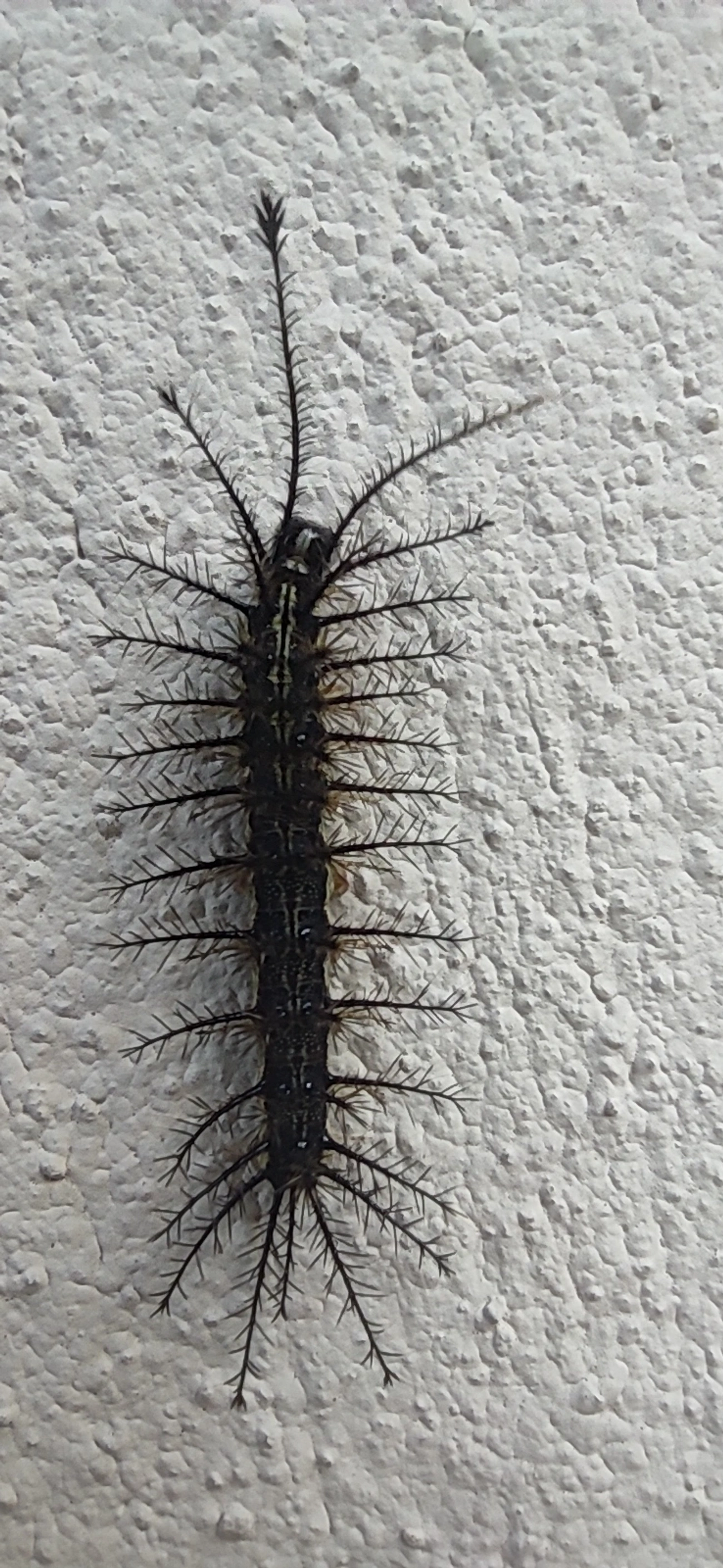Hylesia, insetos, fotografado em Maresias, São Sebastião