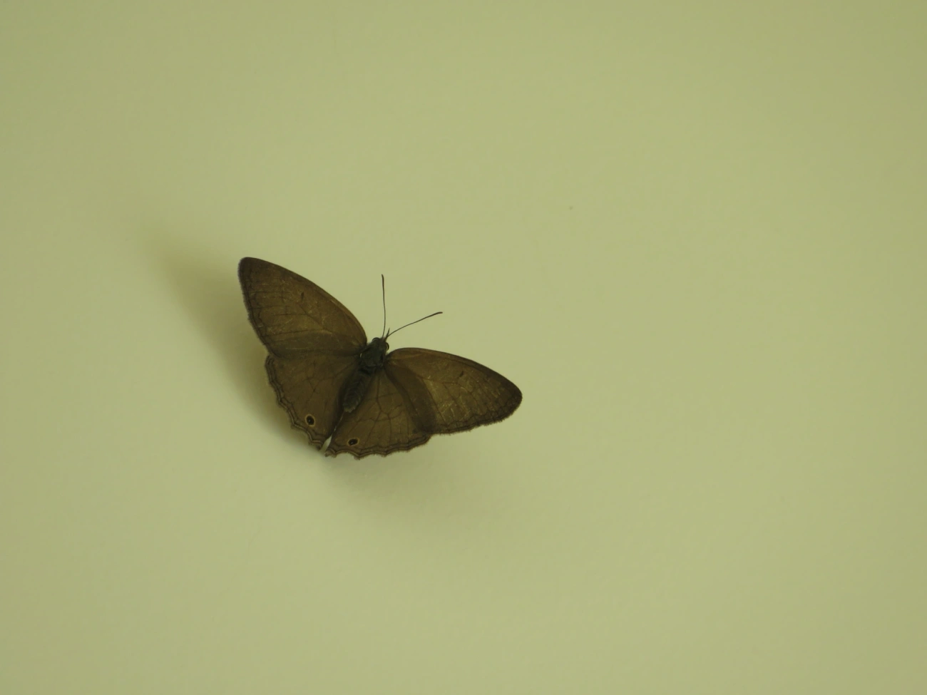 Euptychiina, insetos, fotografado em Maresias, São Sebastião