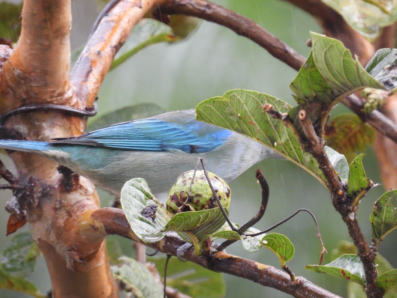 Sanhaço-de-encontro-azul (Thraupis cyanoptera), aves, fotografado em Maresias, São Sebastião