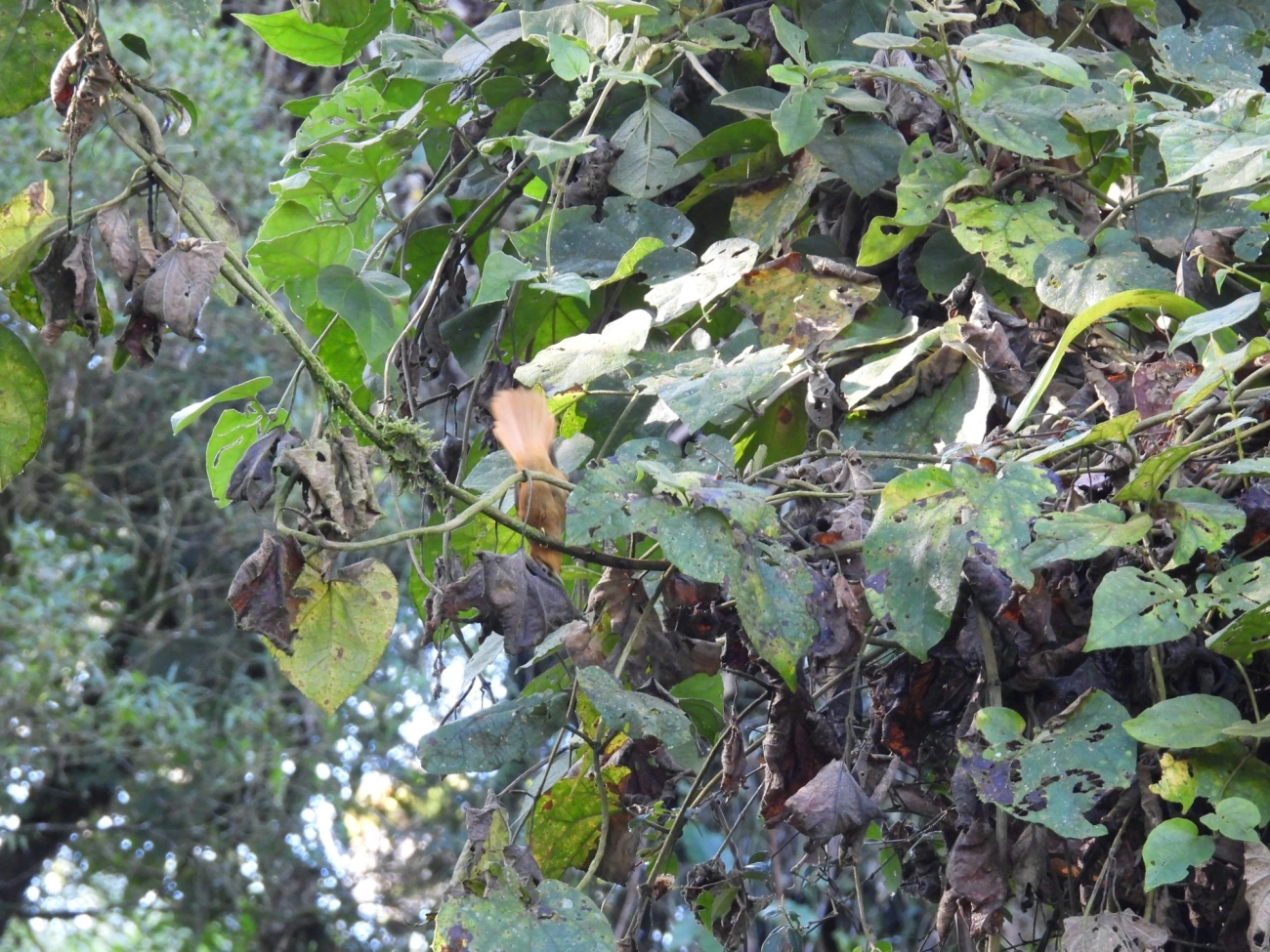 Limpa-folha-de-coroa-preta (Philydor atricapillus), aves, fotografado em Paranapiacaba