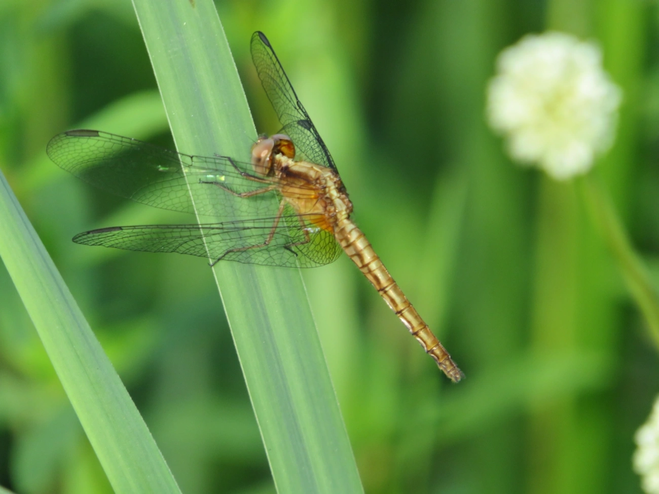 Erythrodiplax avittata, insetos, fotografado em Maresias, São Sebastião