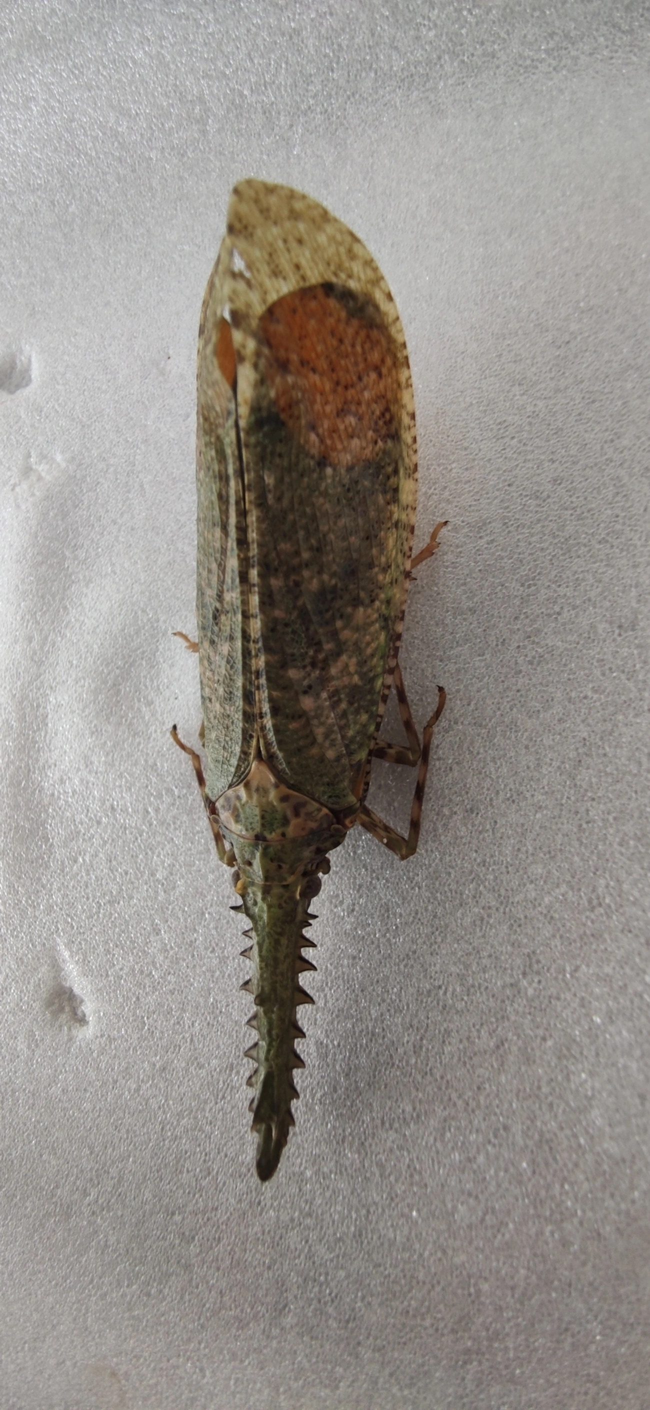 Cigarrão-de-nariz-serrilhado (Cathedra serrata), insetos, fotografado em Maresias, São Sebastião