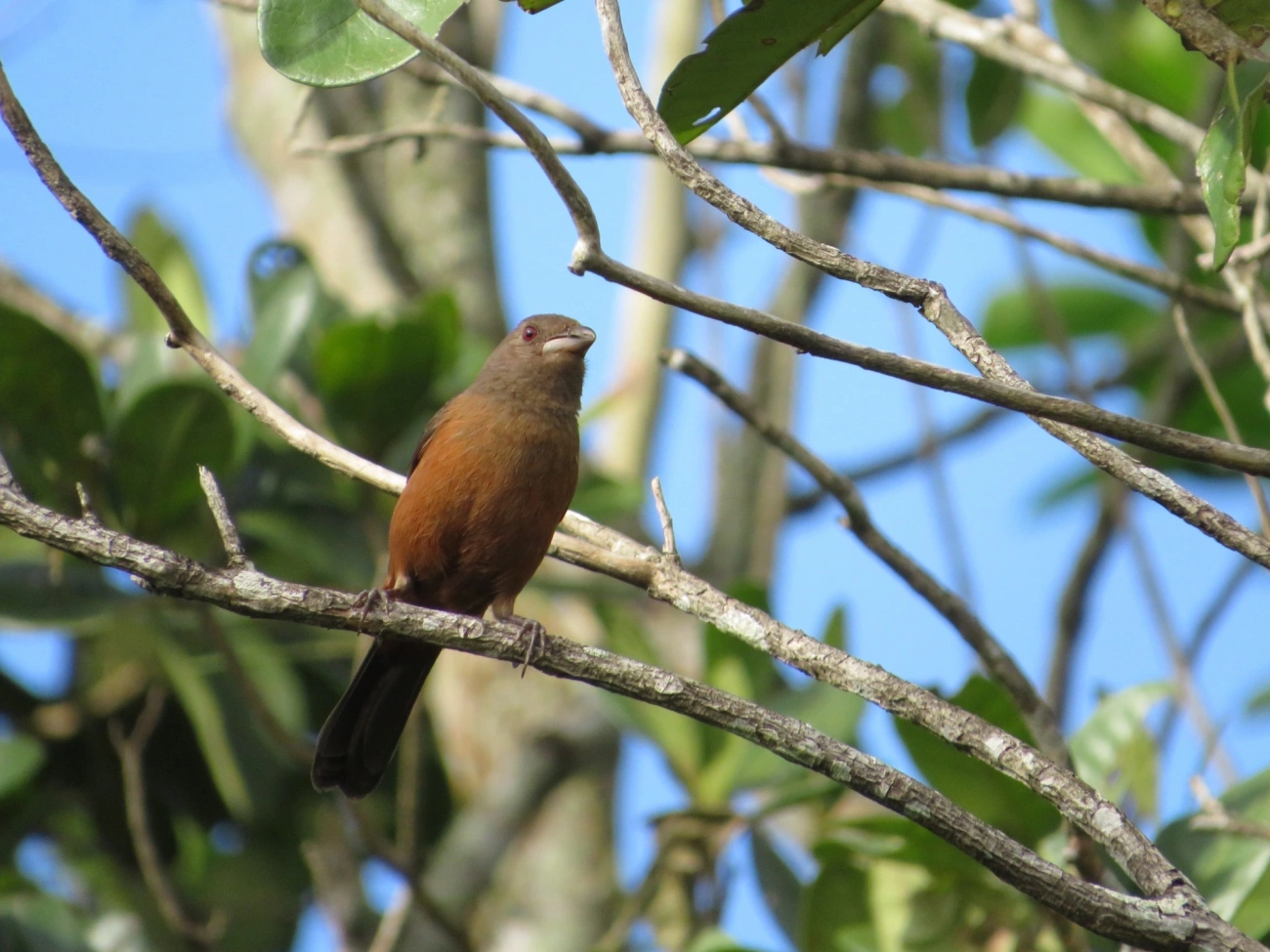Tiê-sangue (Ramphocelus bresilius), aves, fotografado em Maresias, São Sebastião