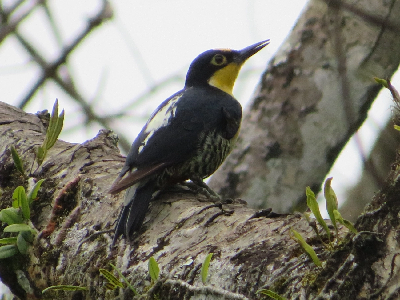 Benedito-de-testa-amarela (Melanerpes flavifrons), aves, fotografado em Maresias, São Sebastião