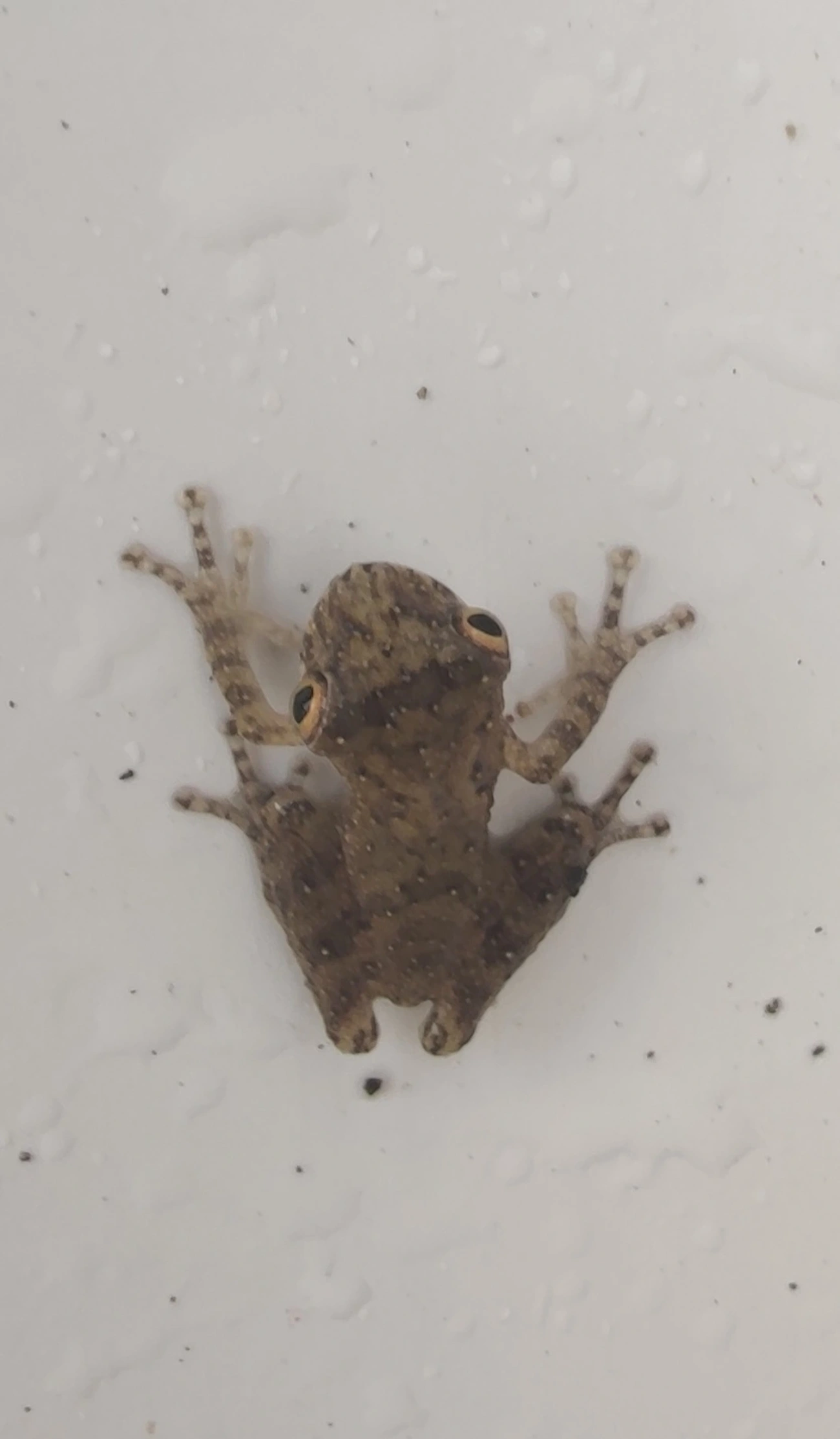 Perereca-do-litoral (Ololygon littoralis), anfíbios, fotografado em Maresias, São Sebastião