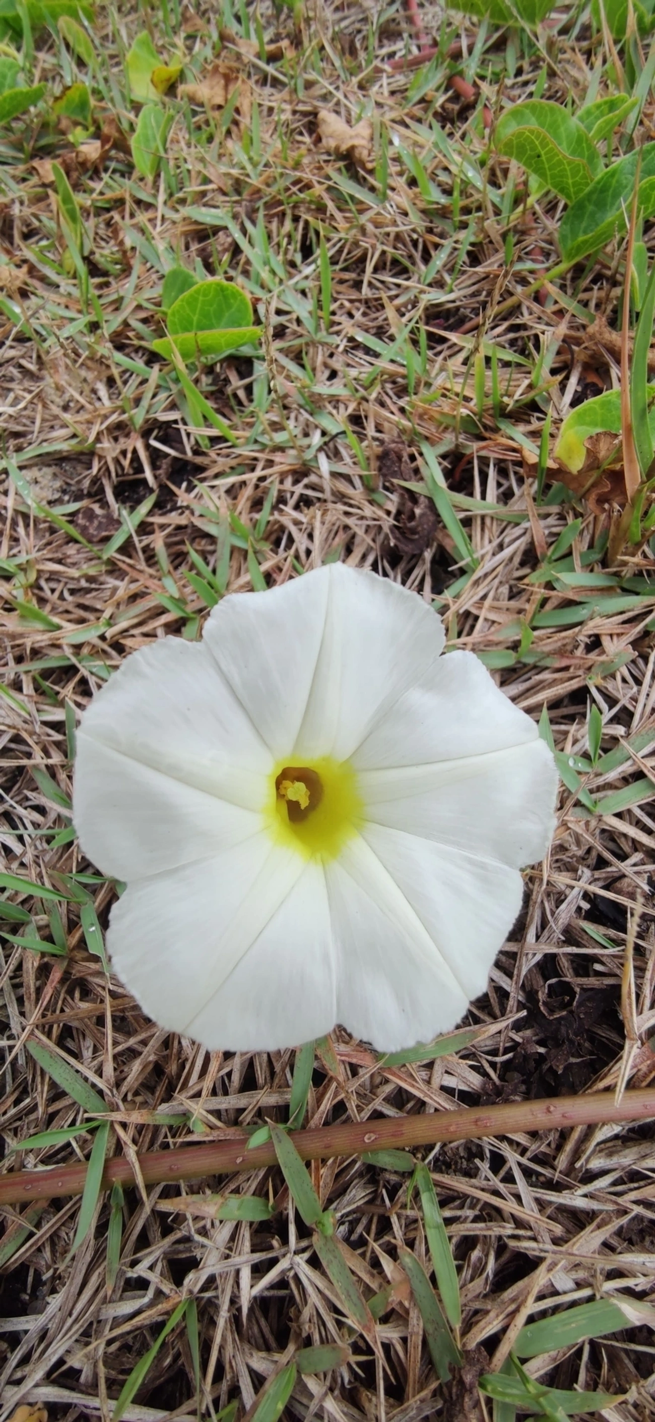 Campainha-branca (Ipomoea imperati), plantas, fotografado em Caraguatatuba