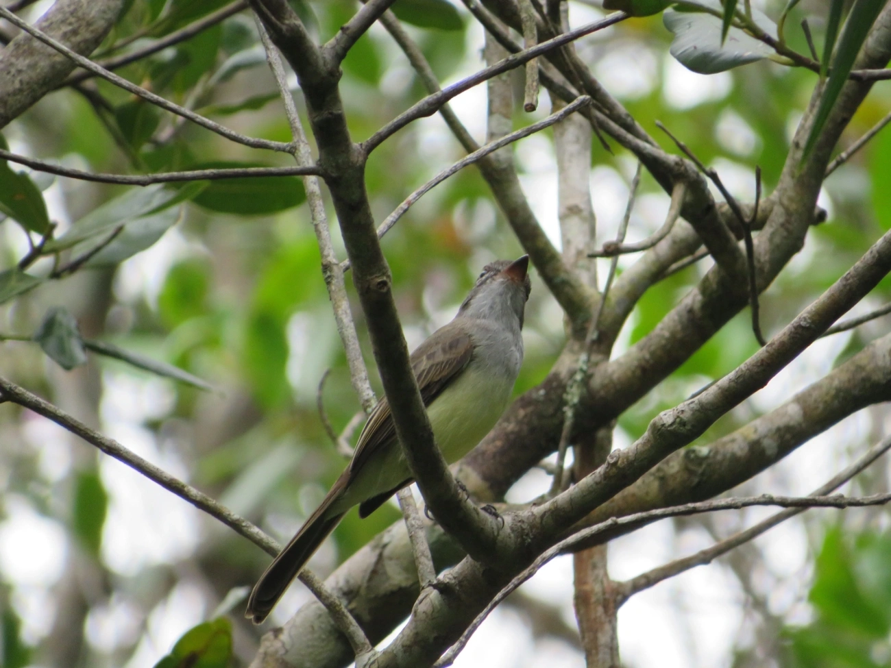 Marias-Cavaleiras e Afins (Myiarchus), aves, fotografado em Maresias, São Sebastião