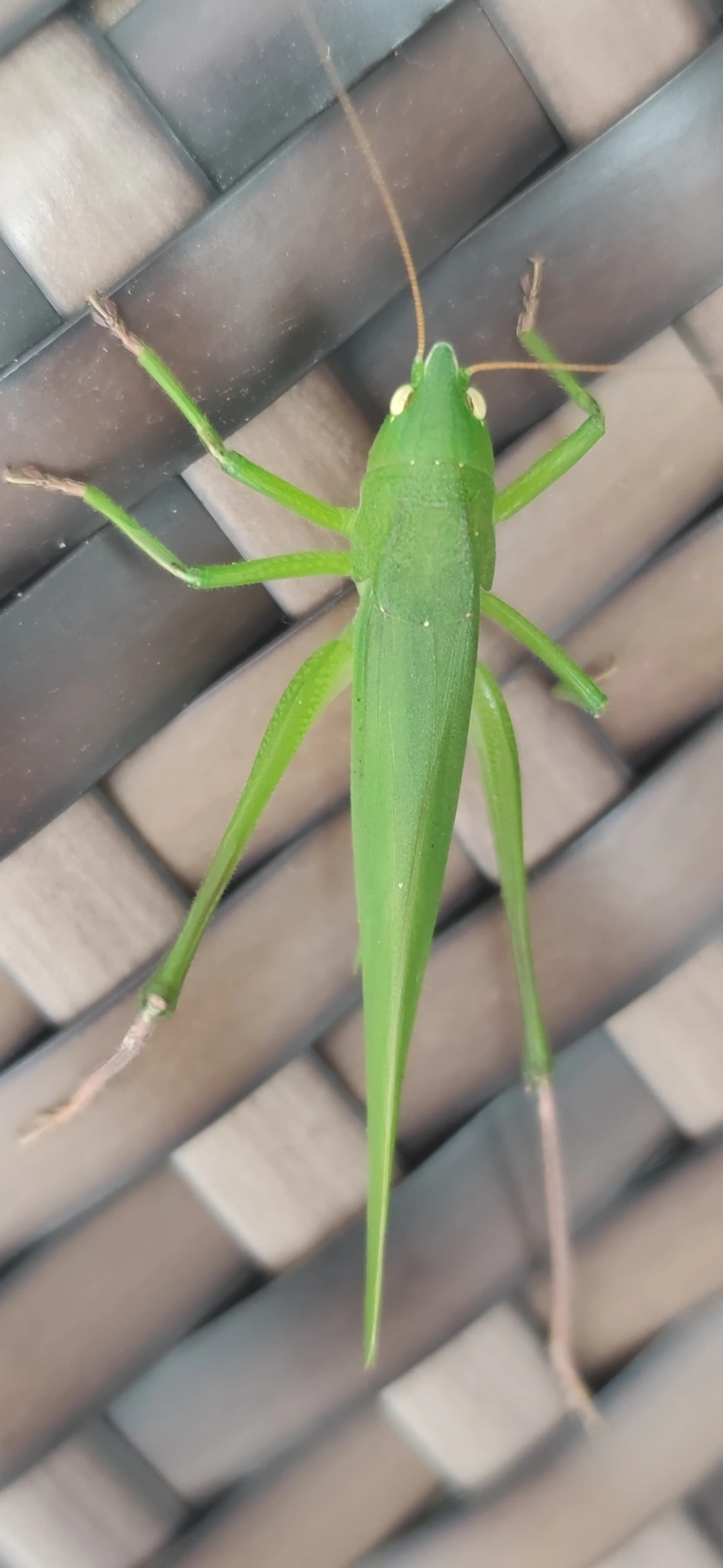 Neoconocephalus, insetos, fotografado em Maresias, São Sebastião
