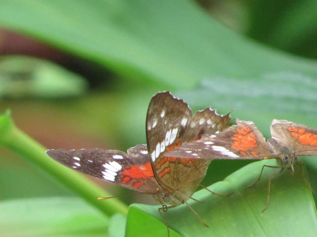 Borboleta-pavão-escarlate (Anartia amathea), insetos, fotografado em Maresias, São Sebastião