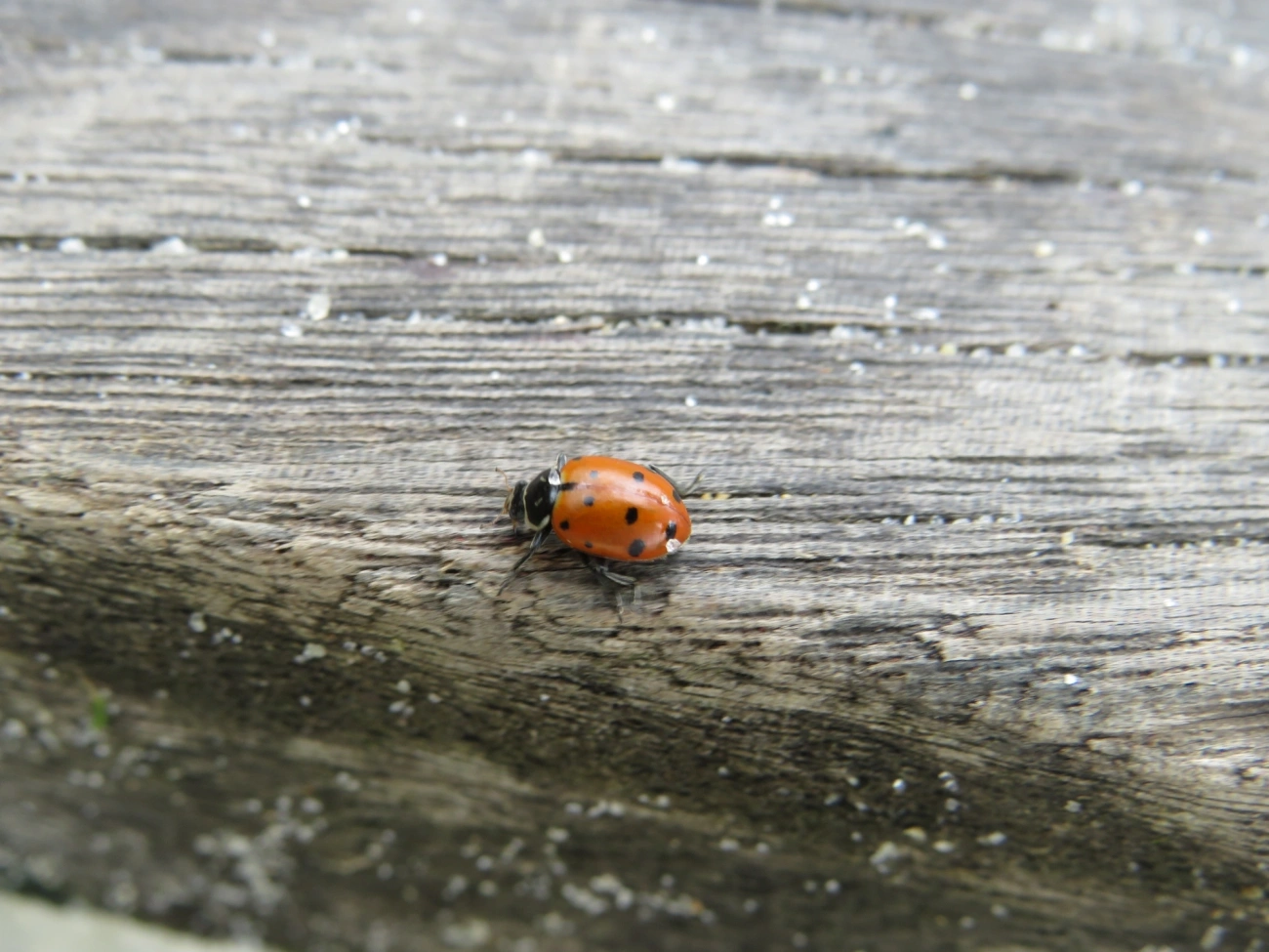 Joaninha-convergente (Hippodamia convergens), insetos, fotografado em Maresias, São Sebastião