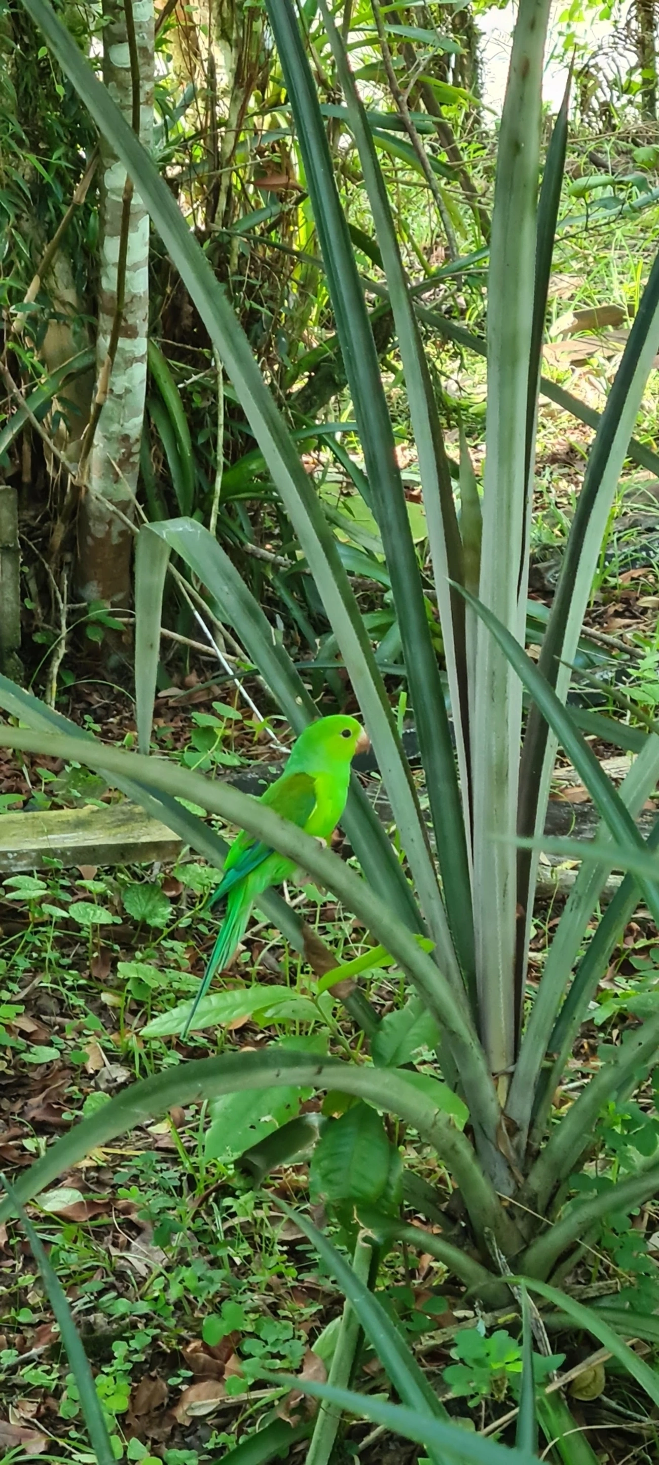 Periquito-rico (Brotogeris tirica), aves, fotografado em Maresias, São Sebastião