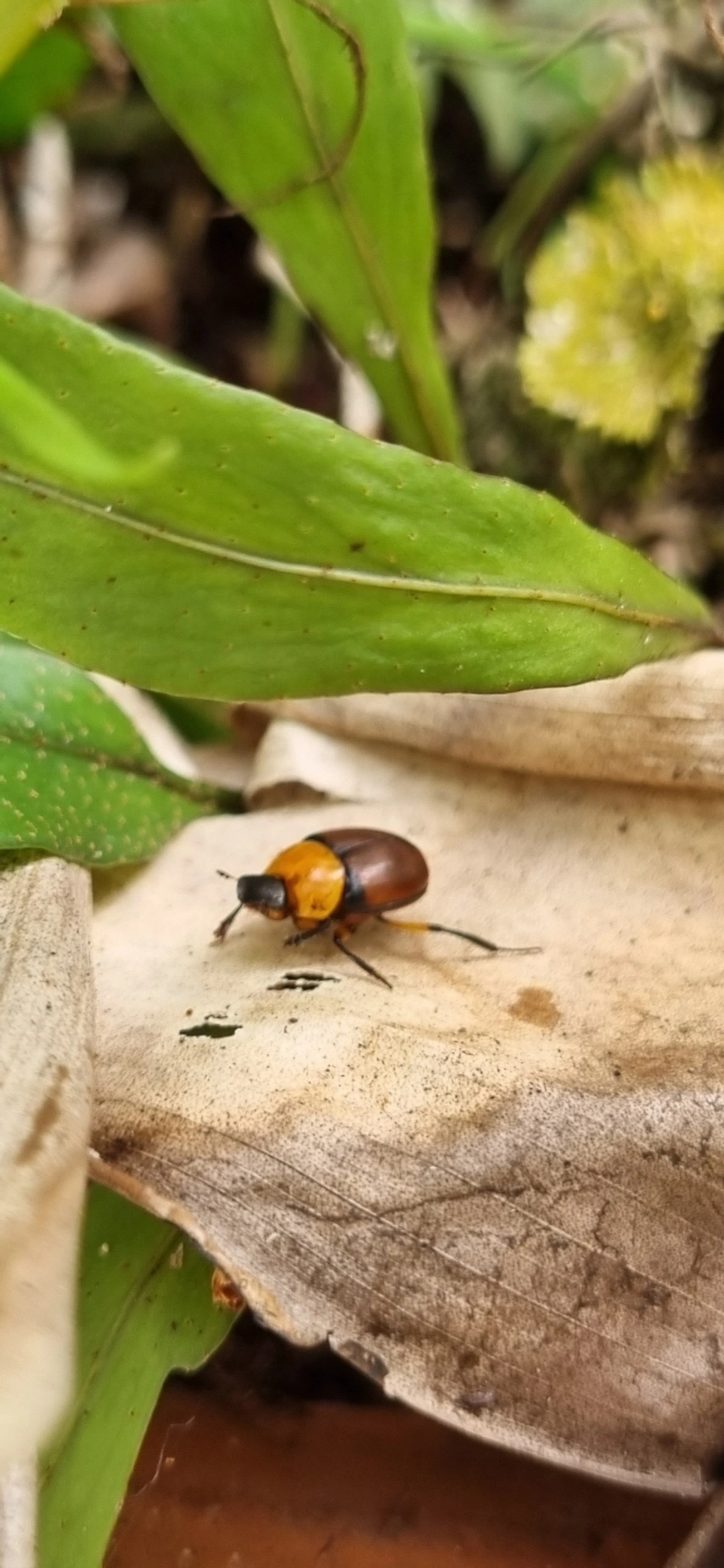 Canthon, insetos, fotografado em Maresias, São Sebastião