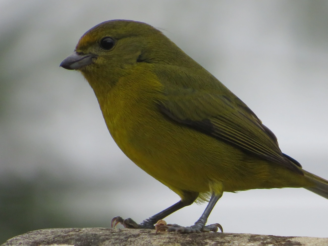 Gaturamo-verdadeiro (Euphonia violacea), aves, fotografado em Maresias, São Sebastião