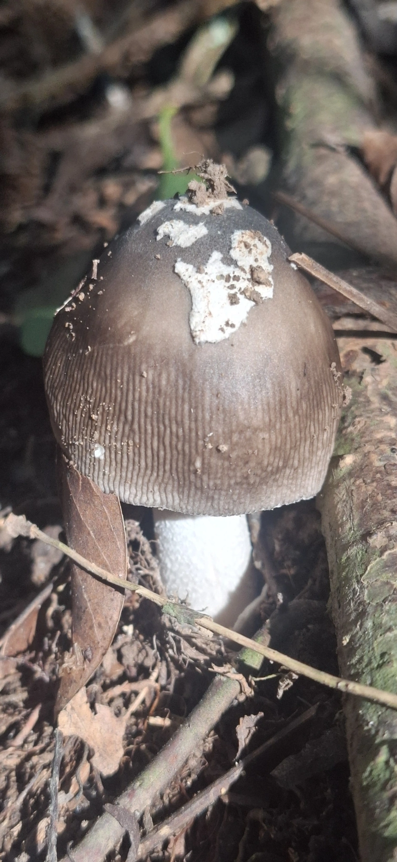 Amanita sect. Vaginatae (Vaginatae), fungos, fotografado em Jabaquara, Ilhabela