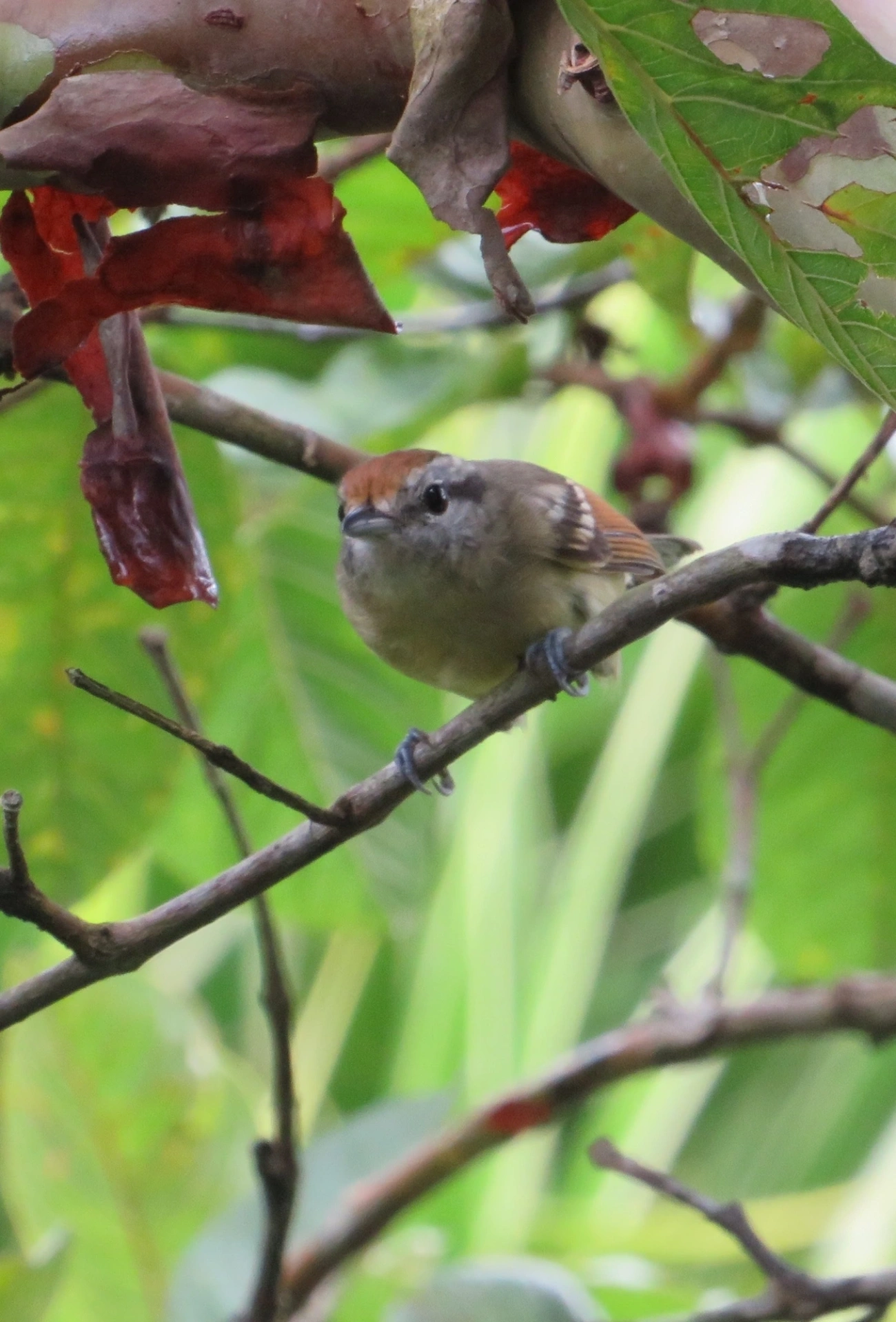 Chorozinho-de-Asa-Vermelha (Herpsilochmus rufimarginatus), aves, fotografado em Maresias, São Sebastião