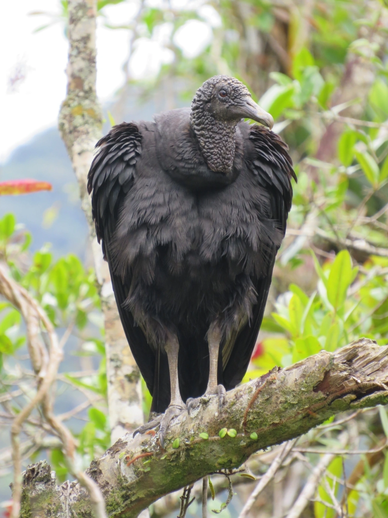 Urubu-de-cabeça-preta (Coragyps atratus), aves, fotografado em Maresias, São Sebastião