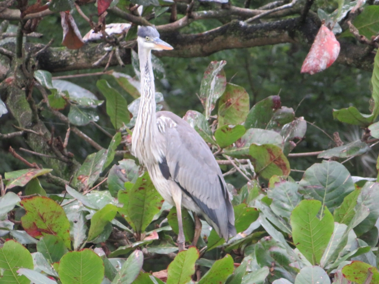 Garça-moura (Ardea cocoi), aves, fotografado em Maresias, São Sebastião