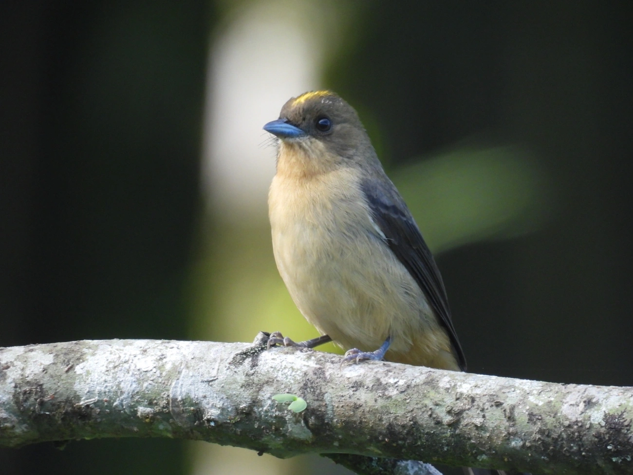 Tiê-de-topete (Trichothraupis melanops), aves, fotografado em Serrinha do Alambari