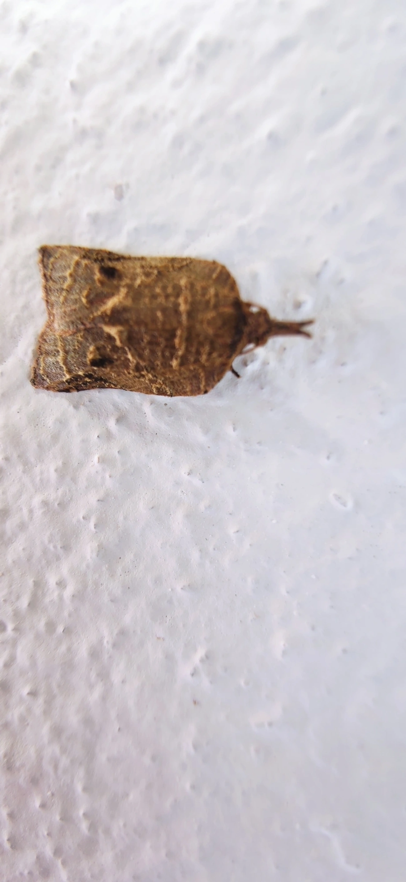 Platynota, insetos, fotografado em Maresias, São Sebastião