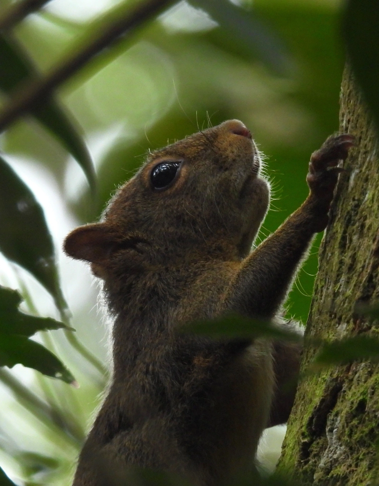Caxinguelê (Sciurus brasiliensis), mamíferos, fotografado em Ilhabela