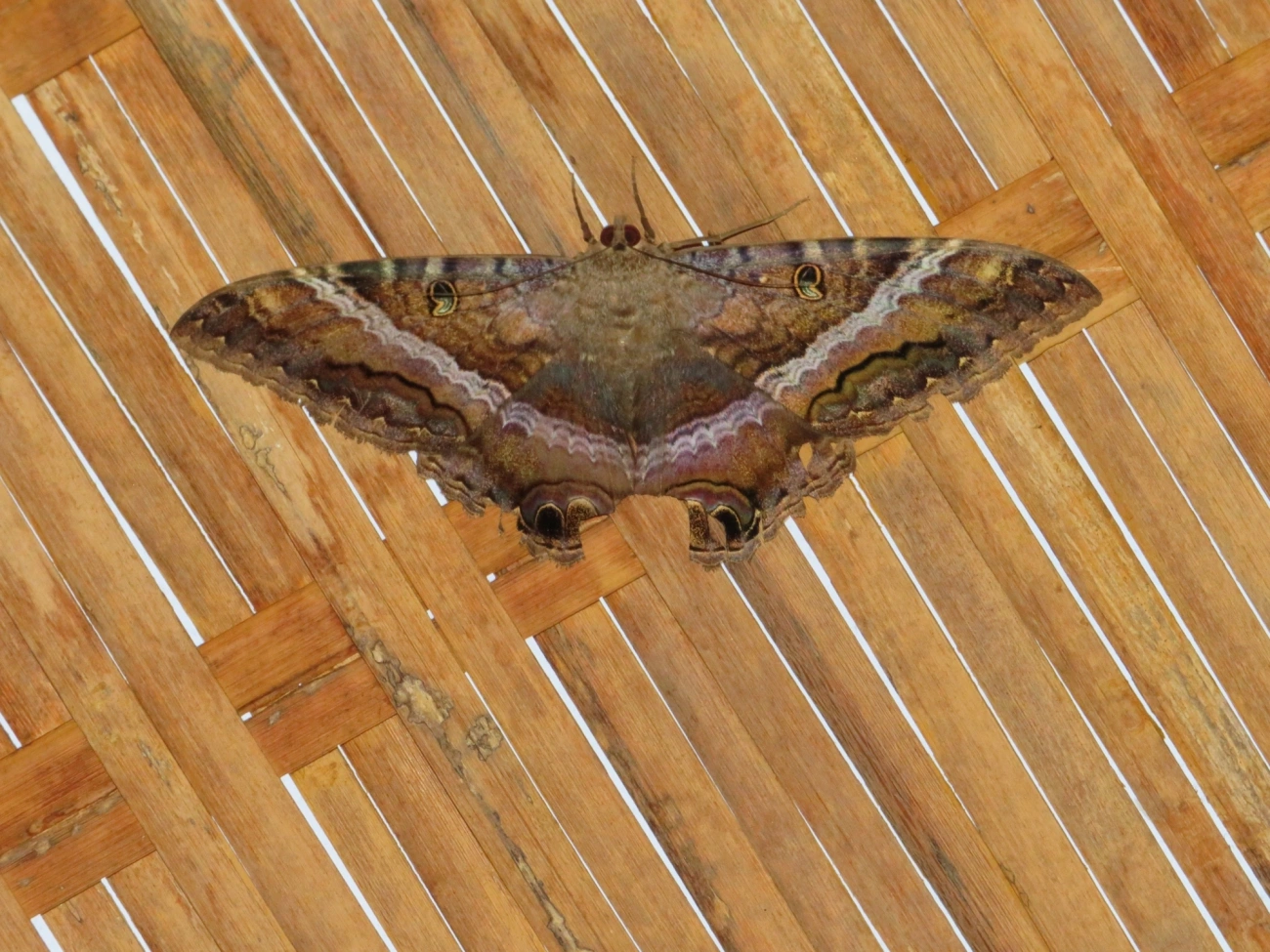 Bruxa-negra (Ascalapha odorata), insetos, fotografado em Maresias, São Sebastião