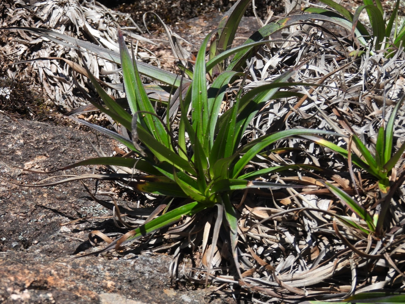 Gravatás e Afins (Eryngium), plantas, fotografado em Engenheiro Passos