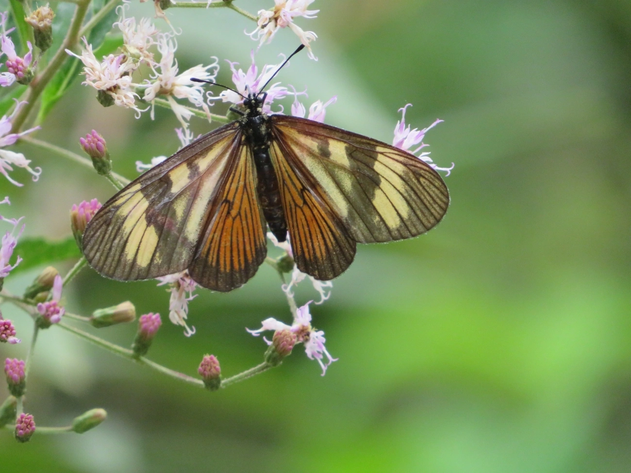 Actinote melanisans, insetos, fotografado em Maresias, São Sebastião