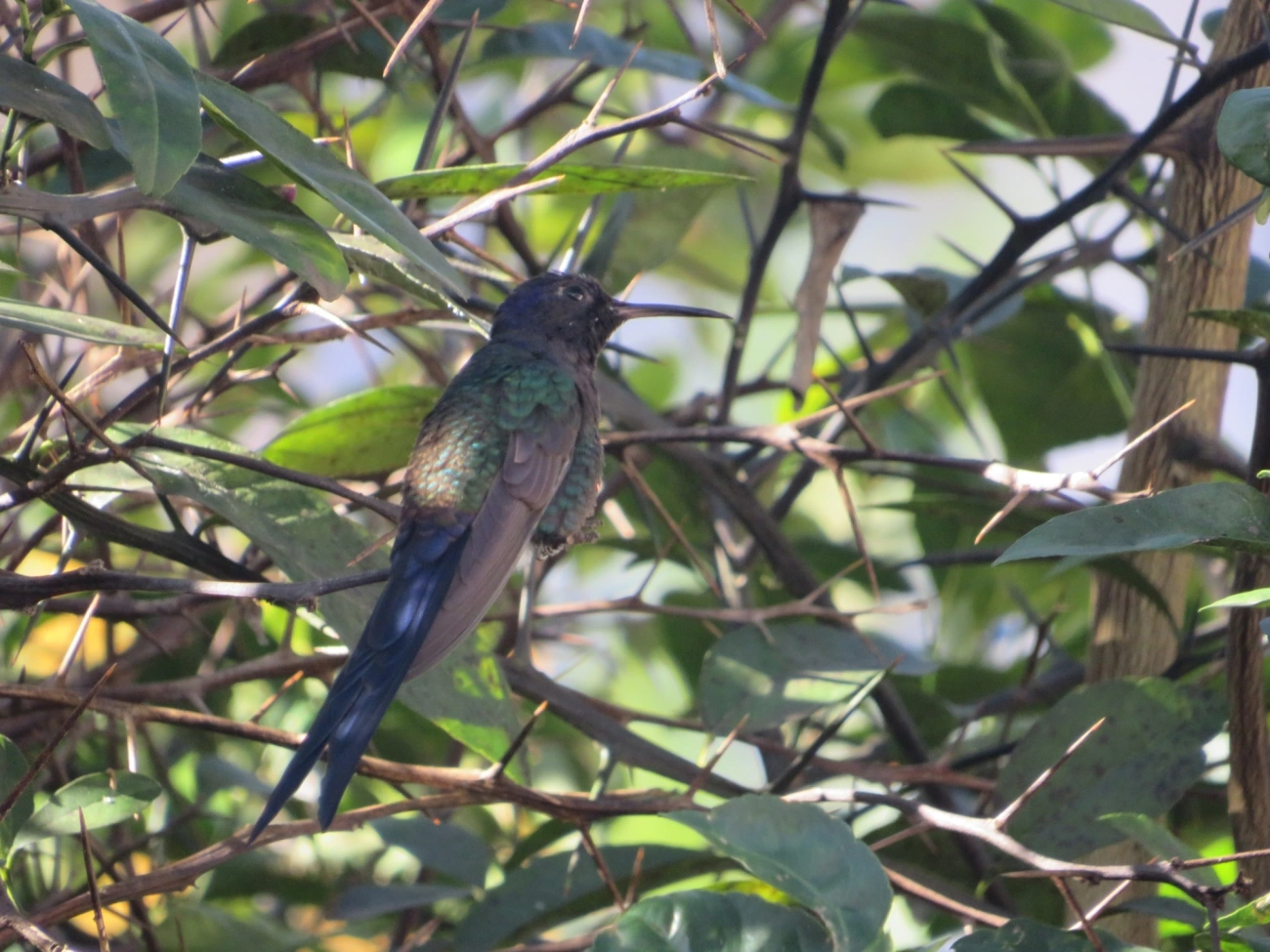 Beija-flor-tesoura (Eupetomena macroura), aves, fotografado em Indaiá, Caraguatatuba