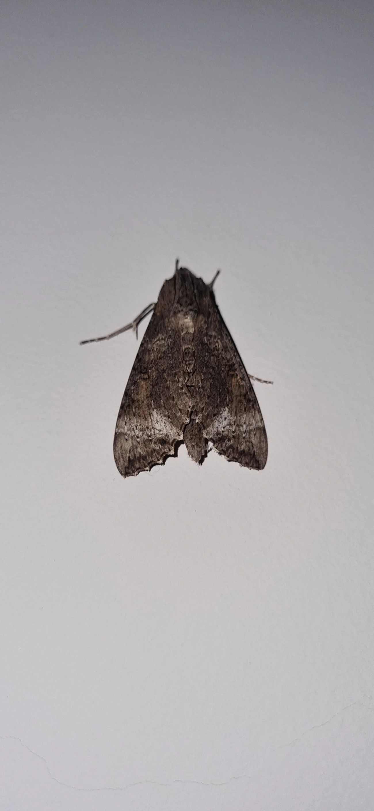 Isognathus allamandae, insetos, fotografado em Maresias, São Sebastião