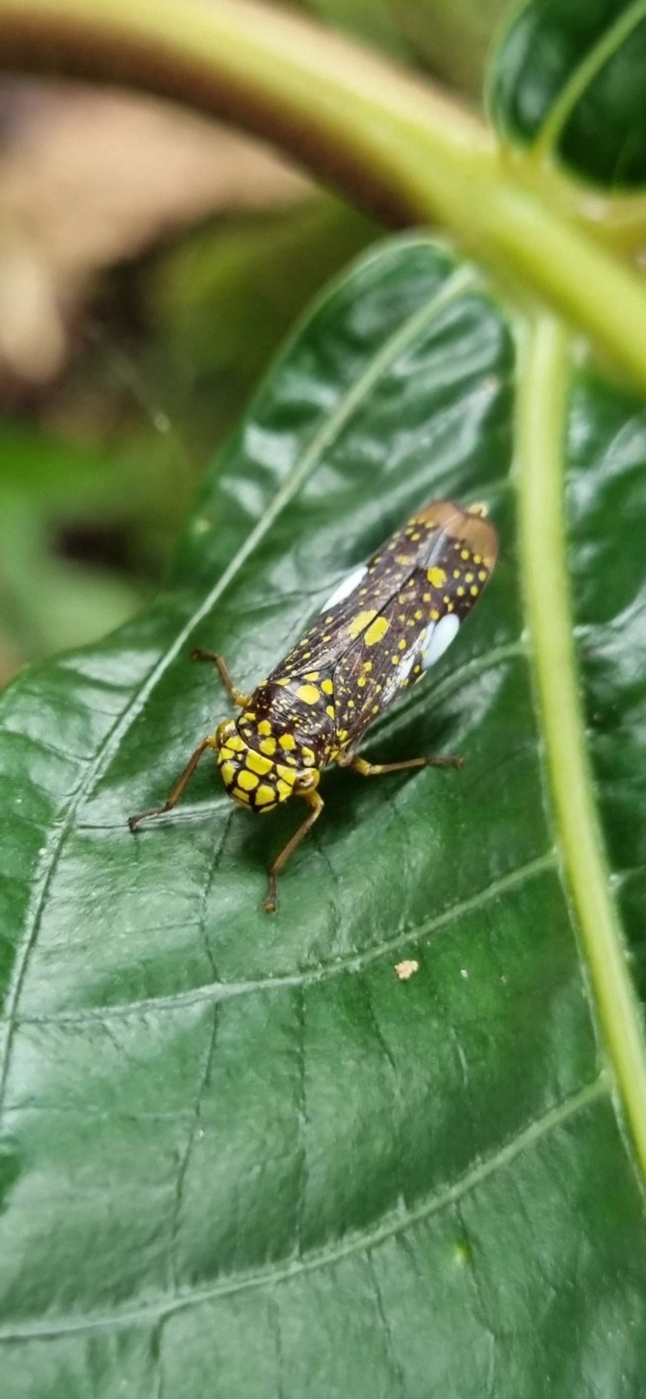 Cigarrinha-de-espinho (Molomea magna), insetos, fotografado em Paúba, São Sebastião