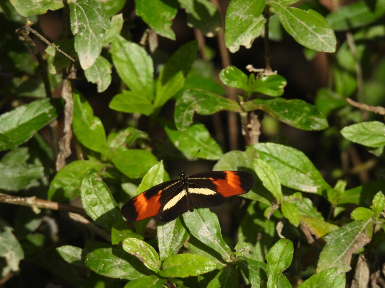 Falsa-erato (Eresia lansdorfi), insetos, fotografado em Maresias, São Sebastião