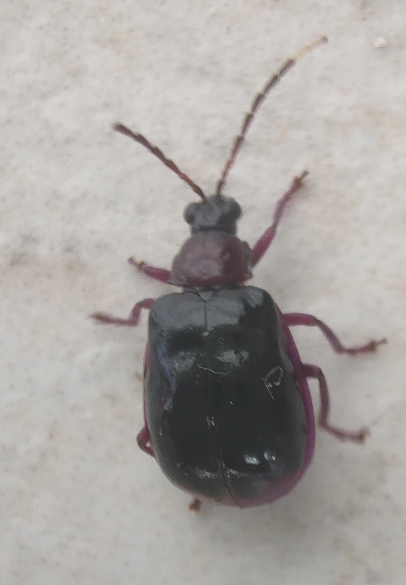 Diabrotica, insetos, fotografado em Maresias, São Sebastião