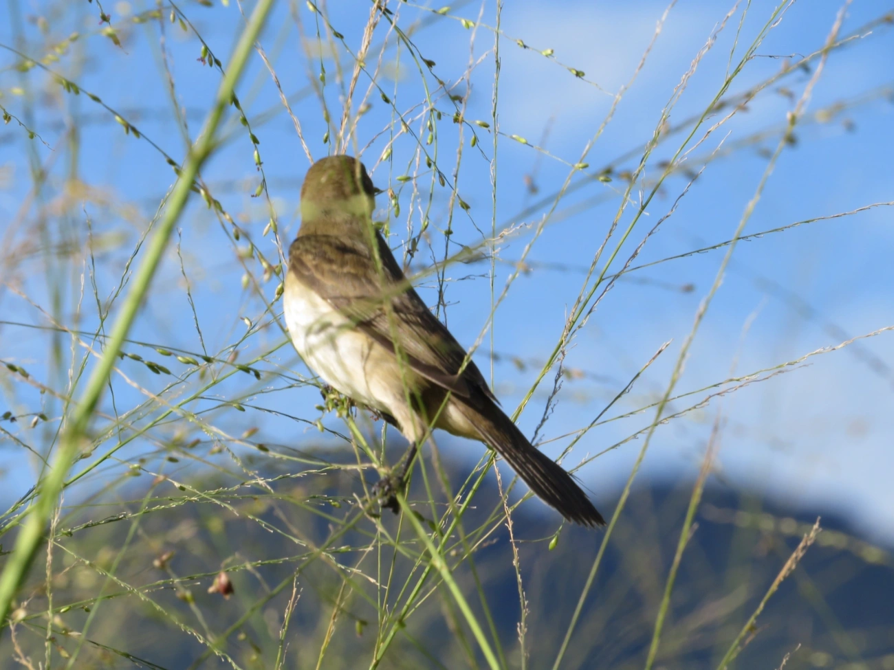 Coleirinho (Sporophila caerulescens), aves, fotografado em Maresias, São Sebastião