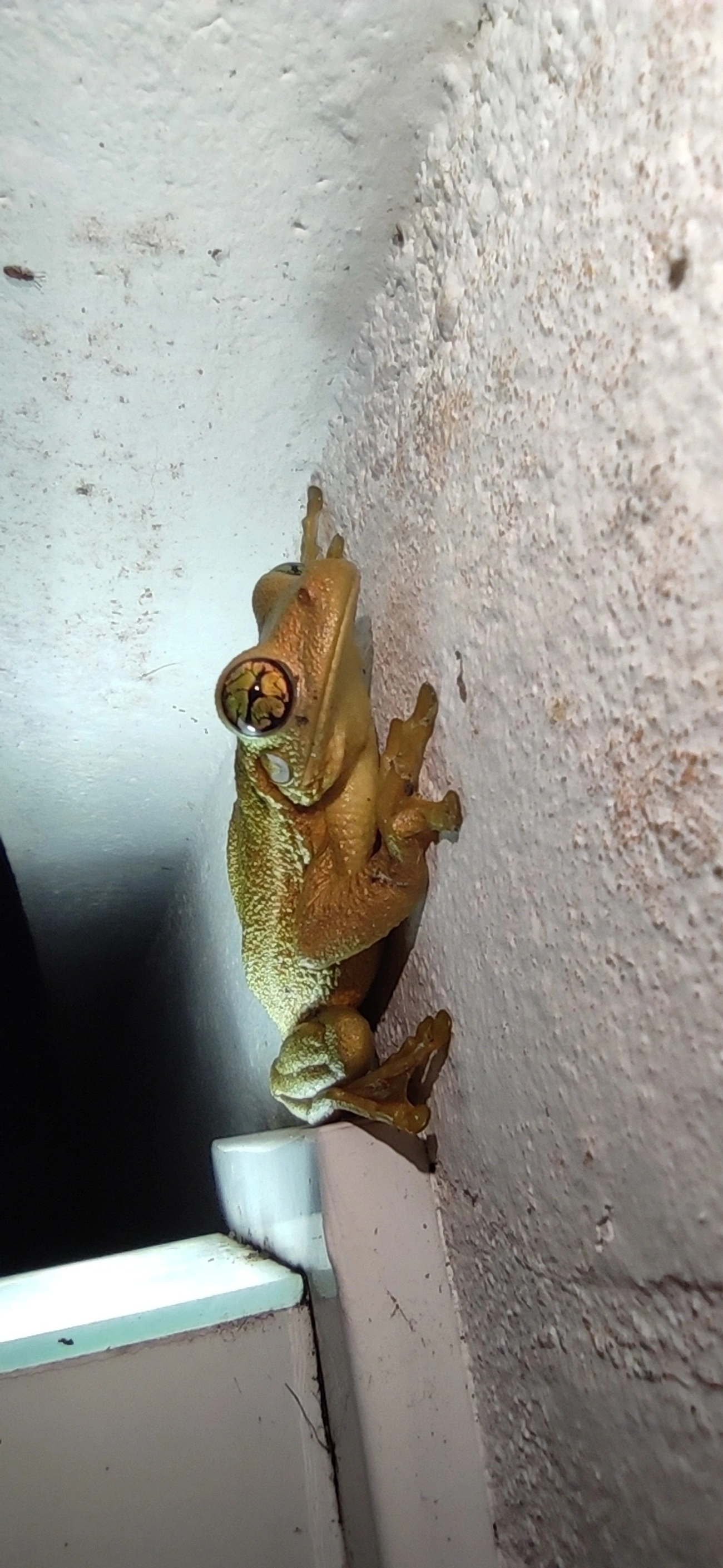 Perereca-grudenta (Trachycephalus mesophaeus), anfíbios, fotografado em Maresias, São Sebastião
