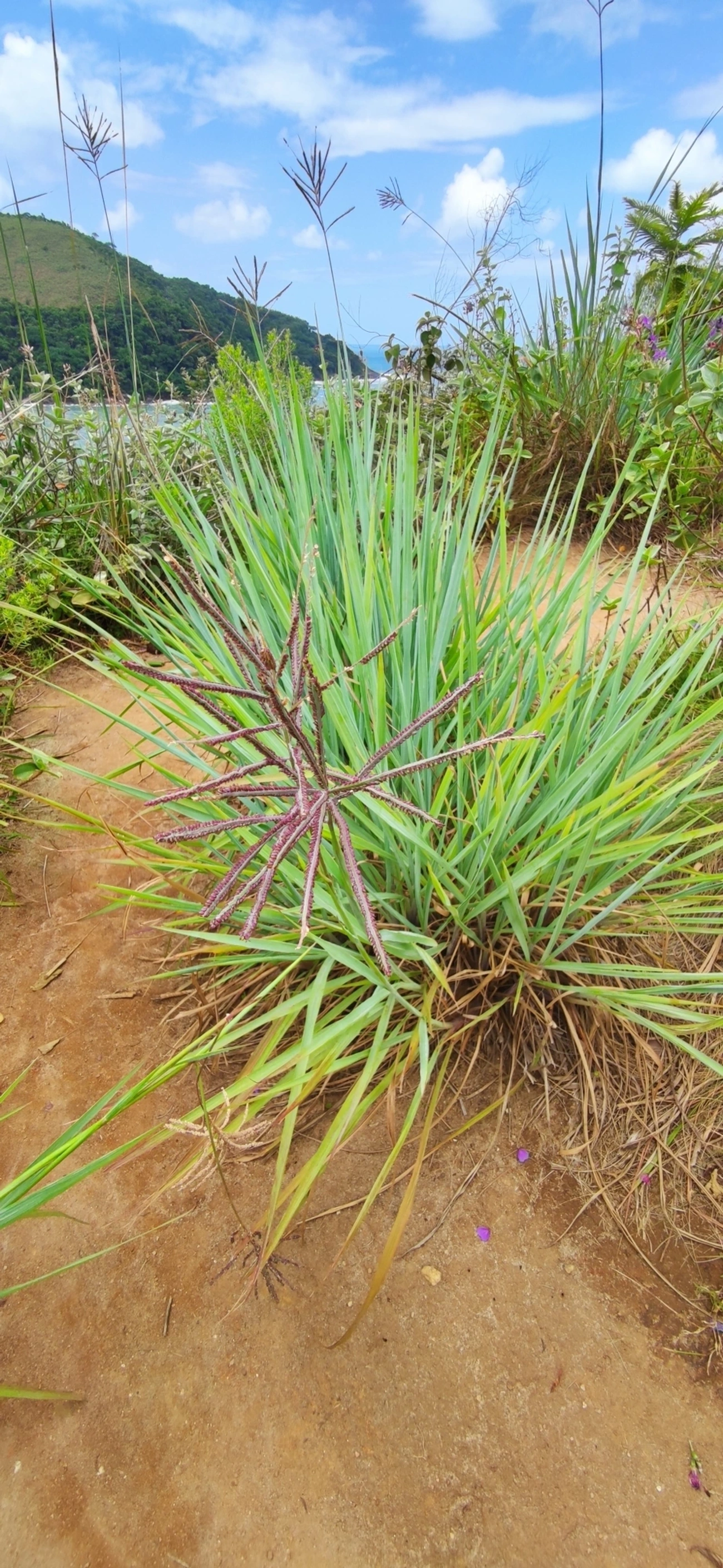 Cymbopogon, plantas, fotografado em Paúba, São Sebastião