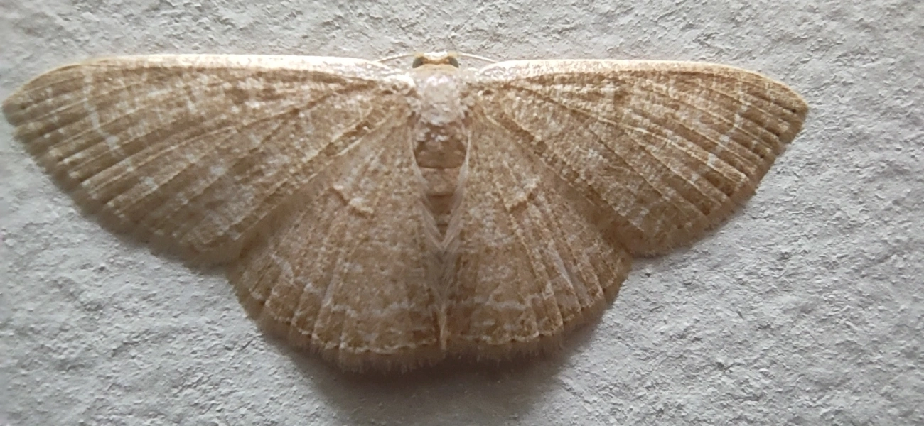 Mariposa-onda-castanha-comum (Pleuroprucha insulsaria), insetos, fotografado em Maresias, São Sebastião