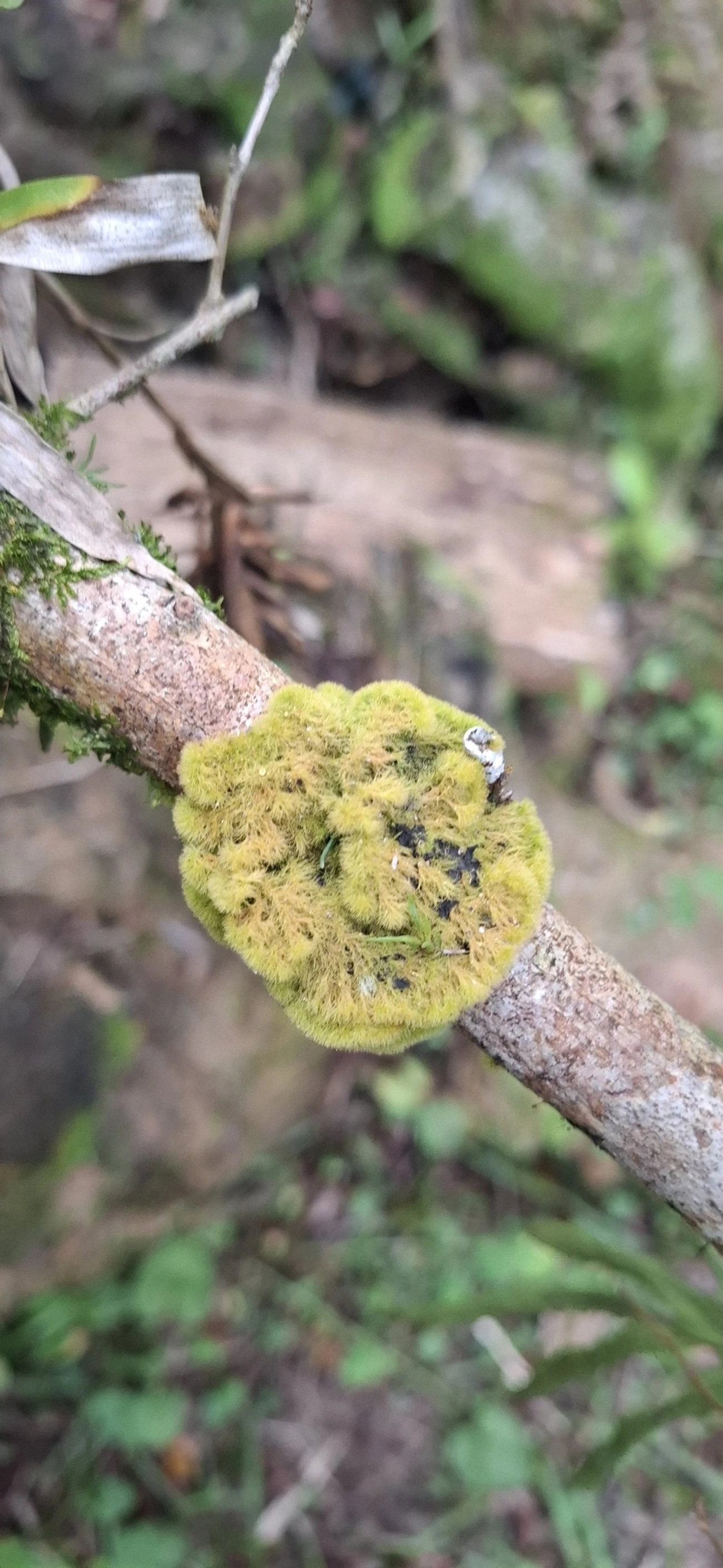 Coenogonium, fungos, fotografado em Maresias, São Sebastião