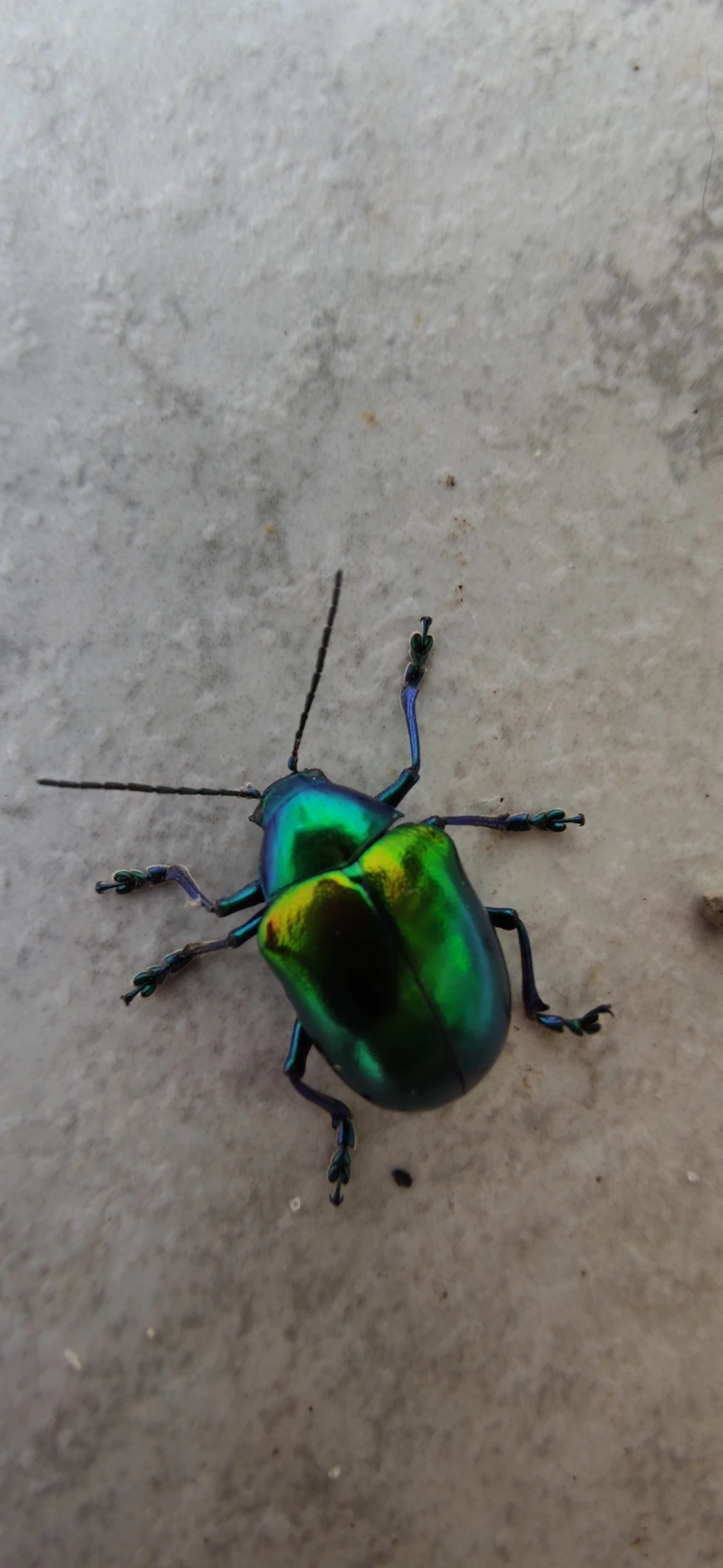 Eumolpus ignitus, insetos, fotografado em Maresias, São Sebastião