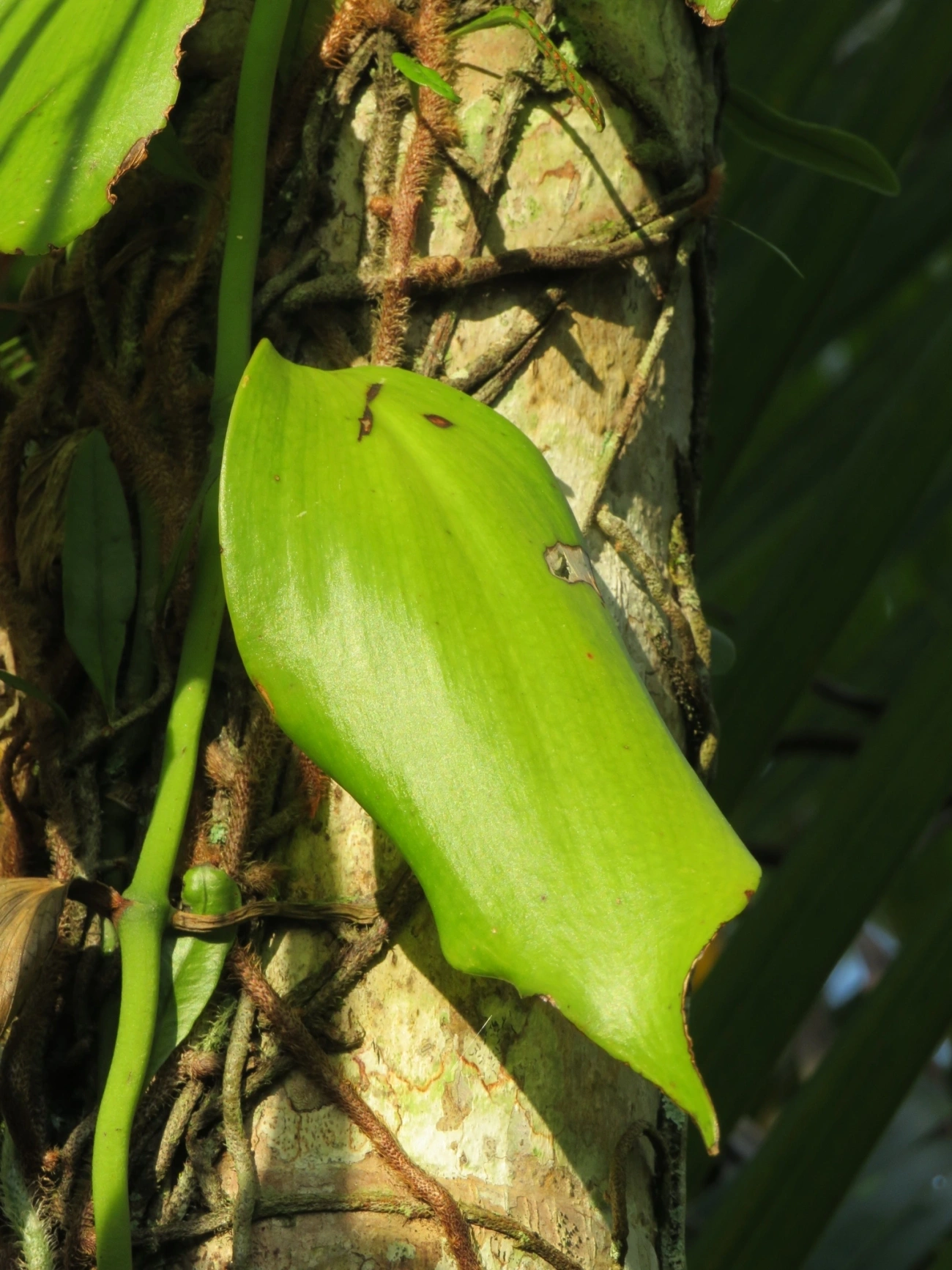 Baunilha (Vanilla arcuata), plantas, fotografado em Maresias, São Sebastião