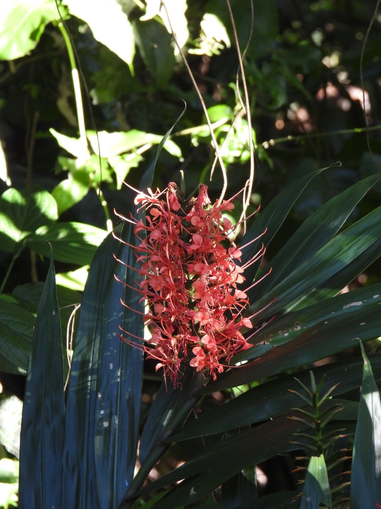 Lírio-do-brejo-laranja (Hedychium coccineum), plantas, fotografado em Queluz