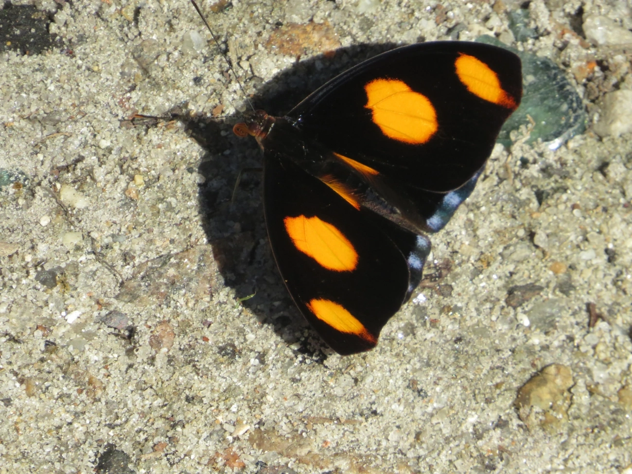 Bandeira-azulada (Catonephele numilia), insetos, fotografado em Maresias, São Sebastião