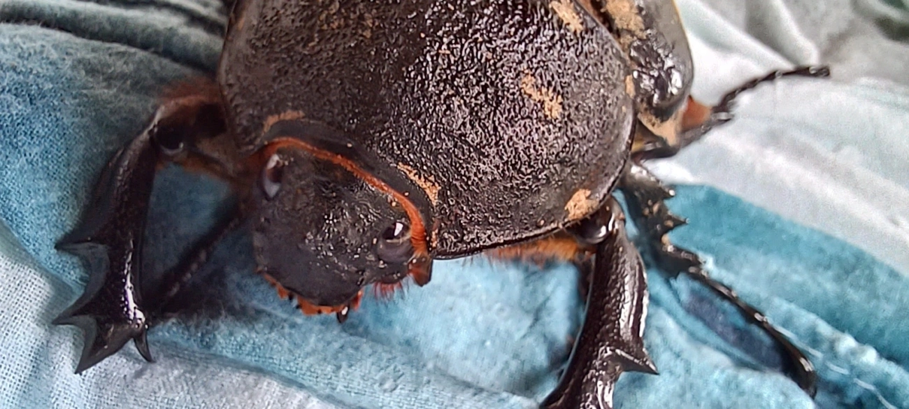 Megasoma, insetos, fotografado em Maresias, São Sebastião