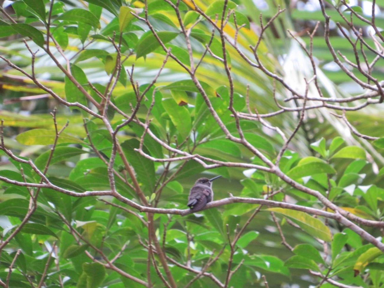 Beija-flor-cinza (Eupetomena cirrochloris), aves, fotografado em Maresias, São Sebastião