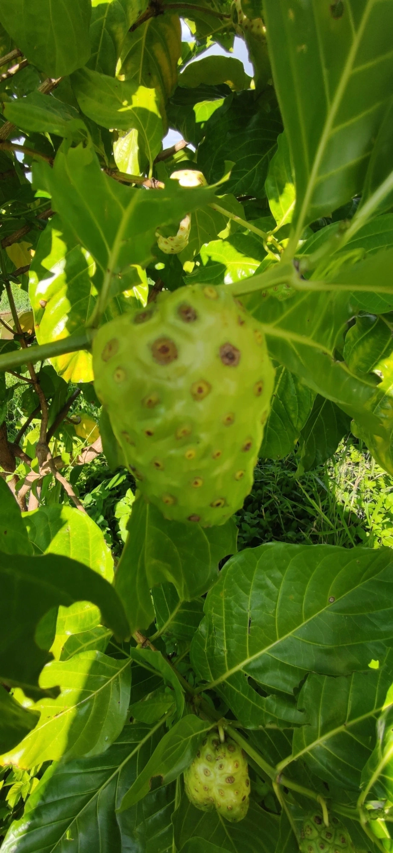 Noni (Morinda citrifolia), plantas, fotografado em Caraguatatuba