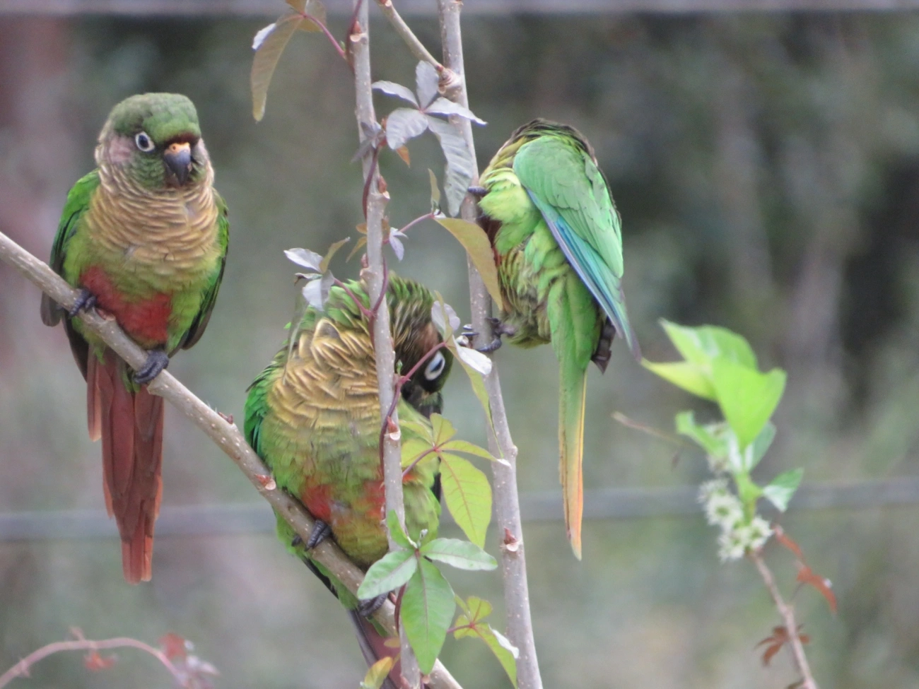 Tiriba-de-testa-vermelha (Pyrrhura frontalis), aves, fotografado em Maresias, São Sebastião
