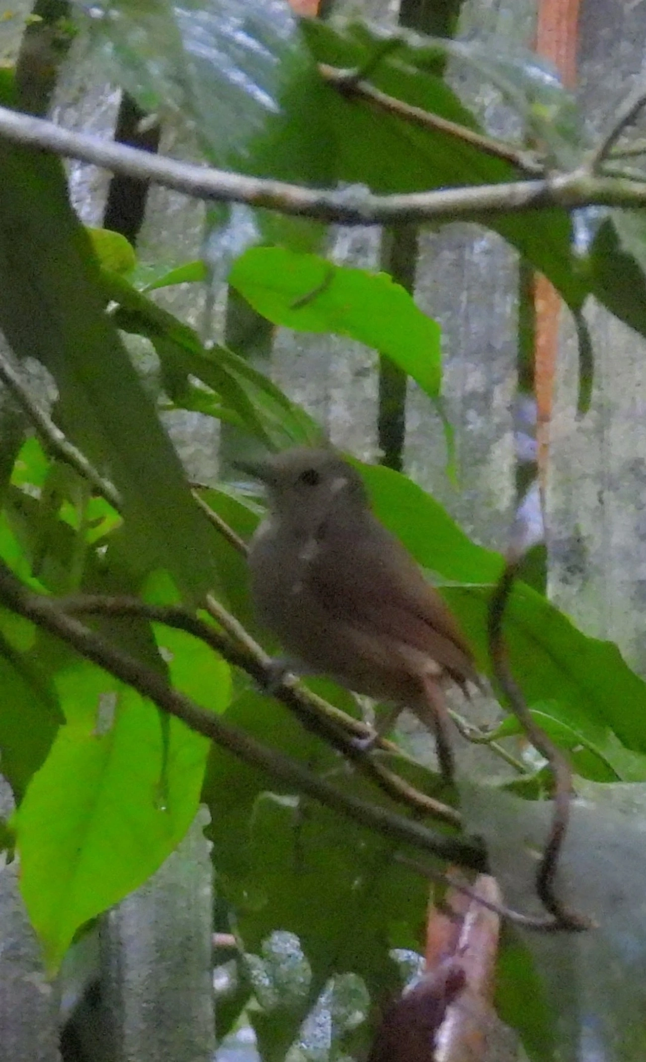 Choquinha-Cinzenta (Myrmotherula unicolor), aves, fotografado em São Sebastião