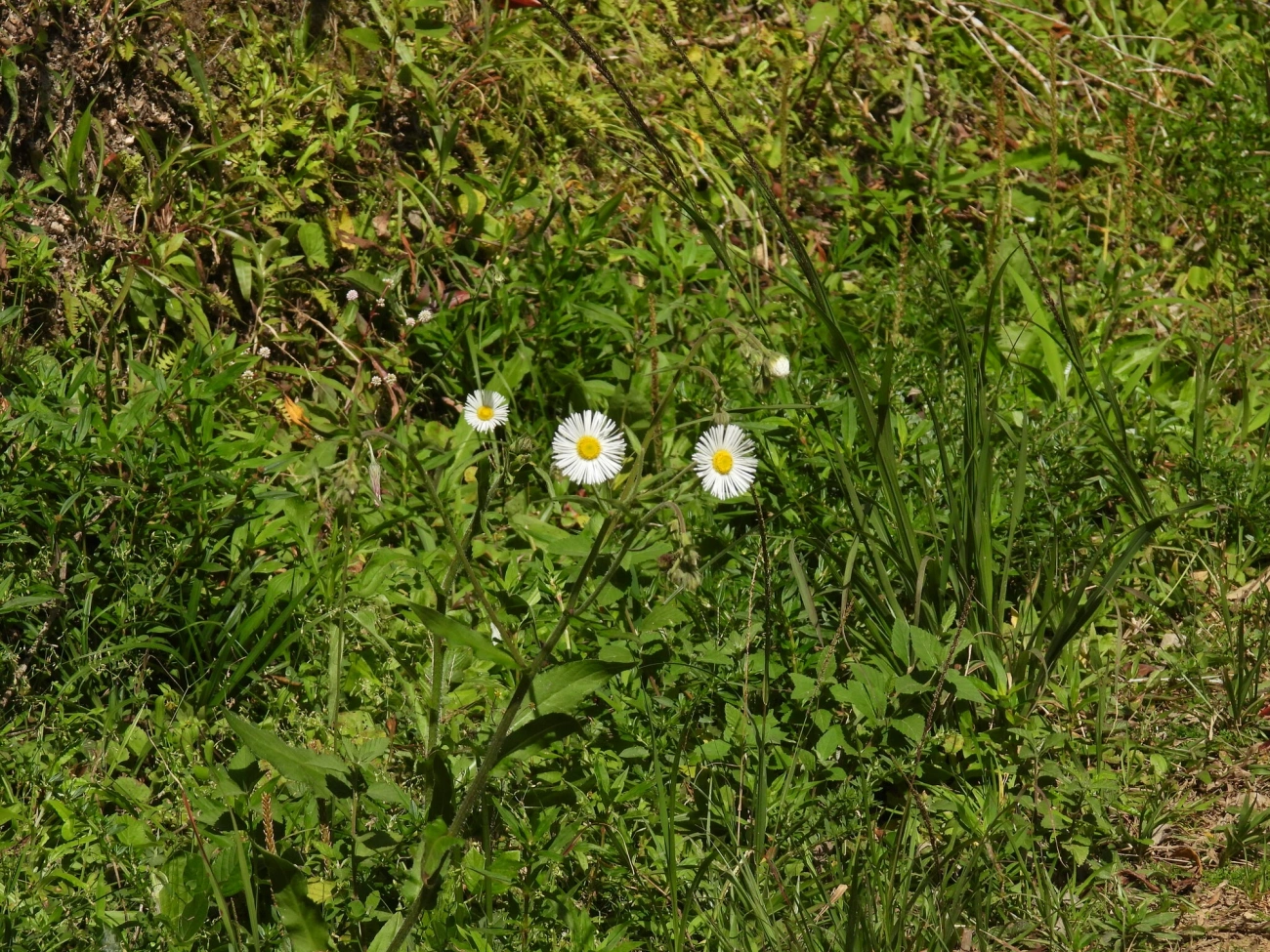Margaridão-do-banhado (Leptostelma maximum), plantas, fotografado em Resende