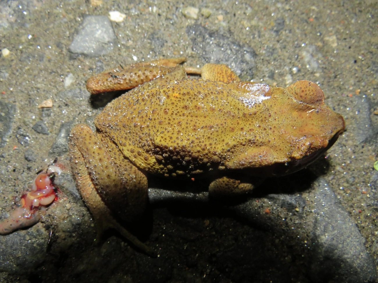 Cururu-amarelo (Rhinella icterica), anfíbios, fotografado em Maresias, São Sebastião