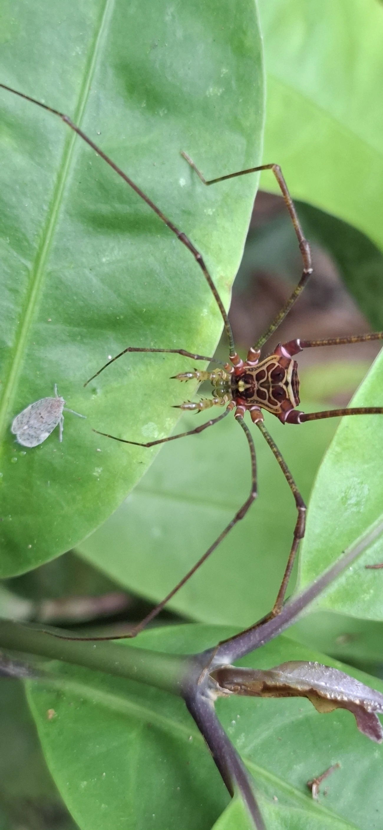 Heteromitobates, aracnídeos, fotografado em Maresias, São Sebastião