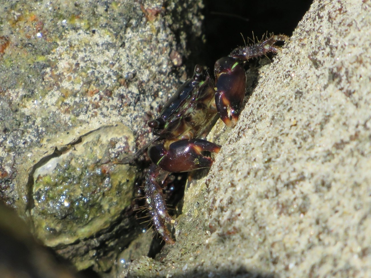 Caranguejo-verde (Pachygrapsus transversus), crustáceos, fotografado em Maresias, São Sebastião